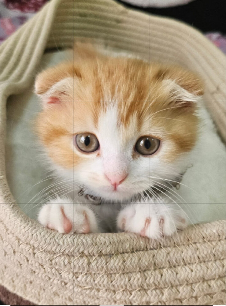 Cute scottish kitten - 5