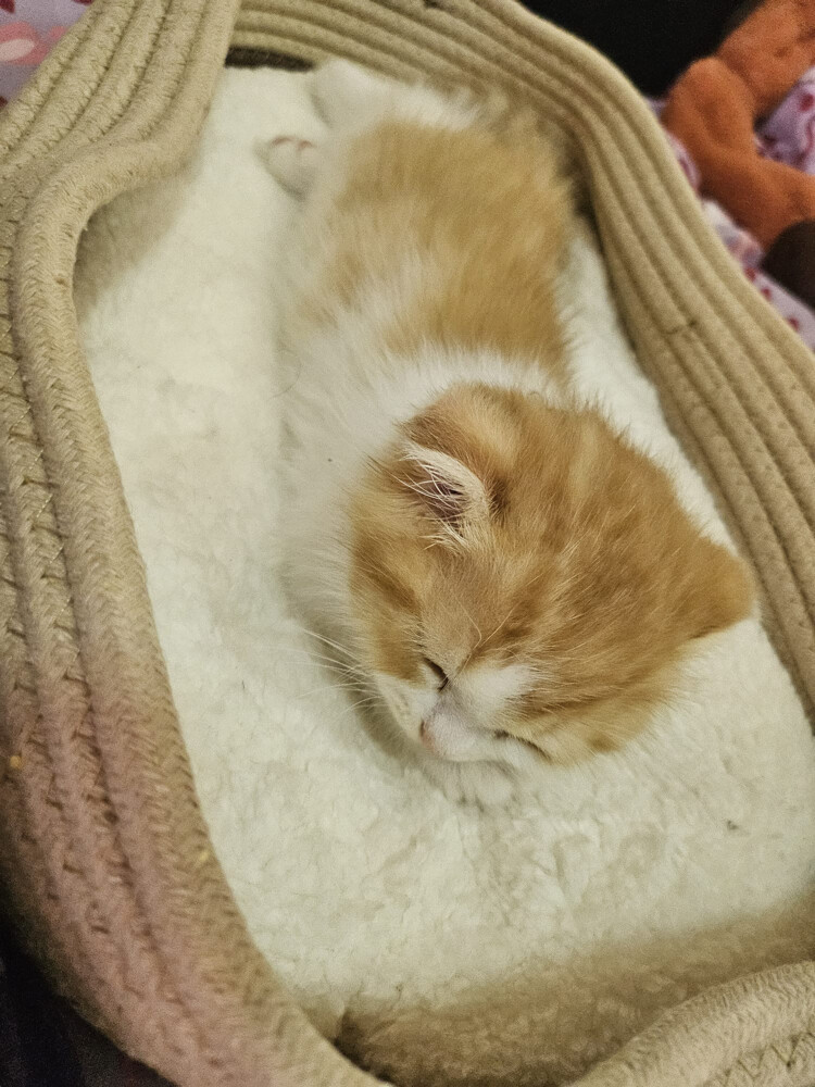 Cute scottish kitten - 3