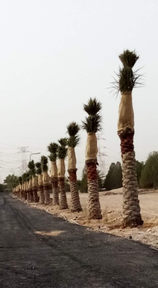 مهندس زراعى - 2