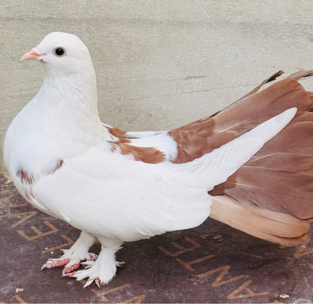 Fancy Pegion/ Bird for sale - 5