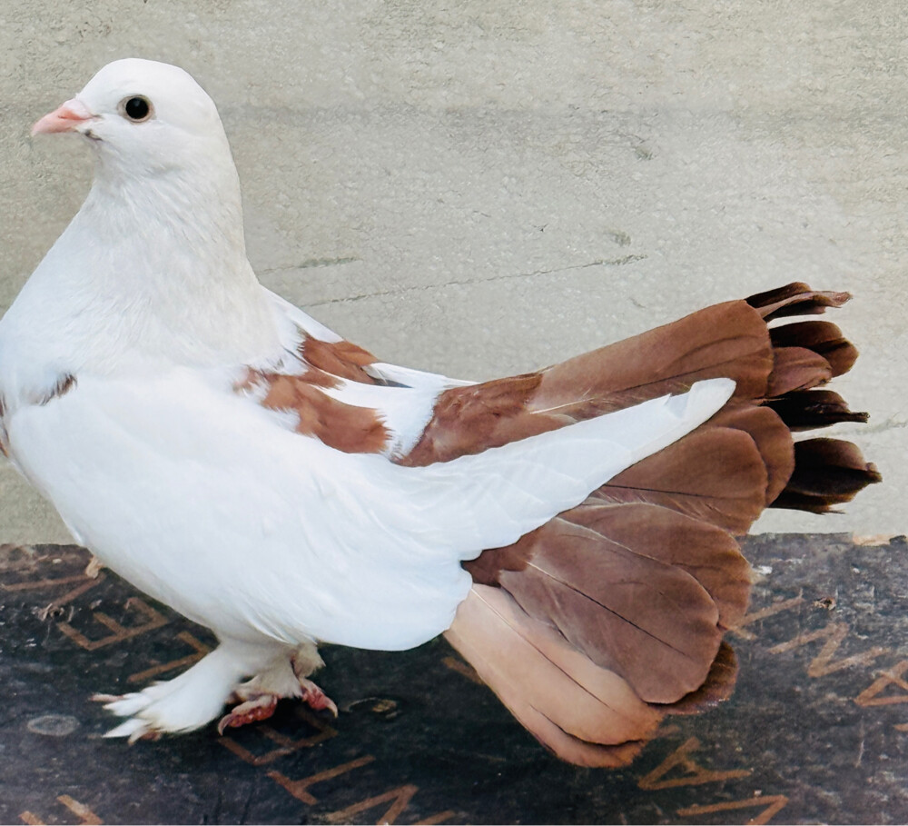 Fancy Pegion/ Bird for sale - 6