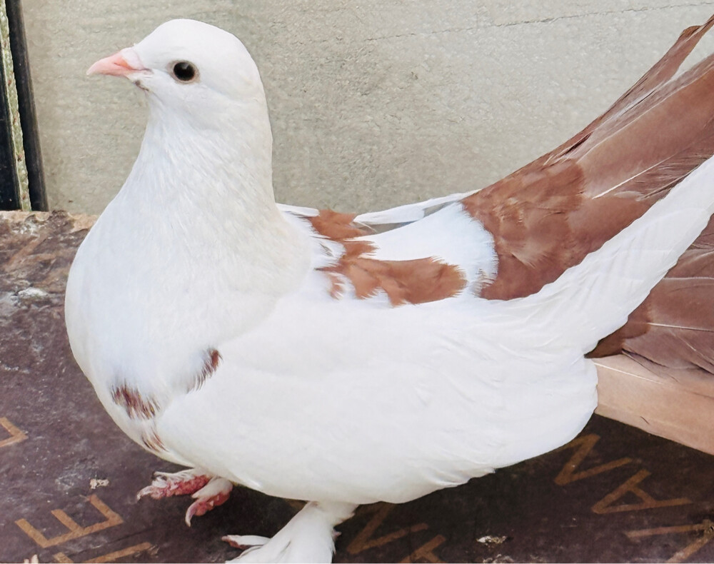 Fancy Pegion/ Bird for sale - 1