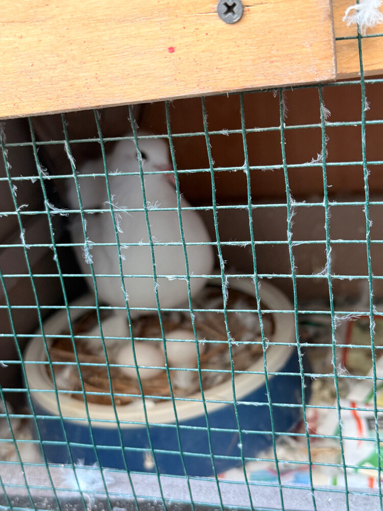 Fancy Pegion/ Bird for sale - 4