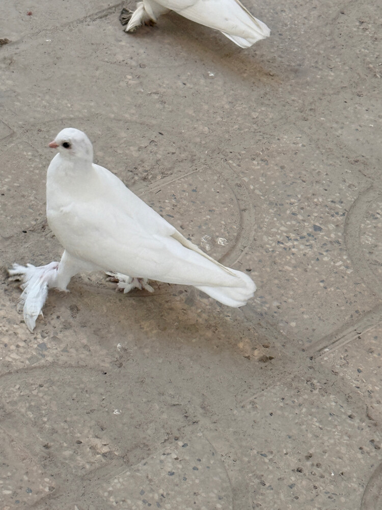 Fancy Pegion/ Bird for sale - 2
