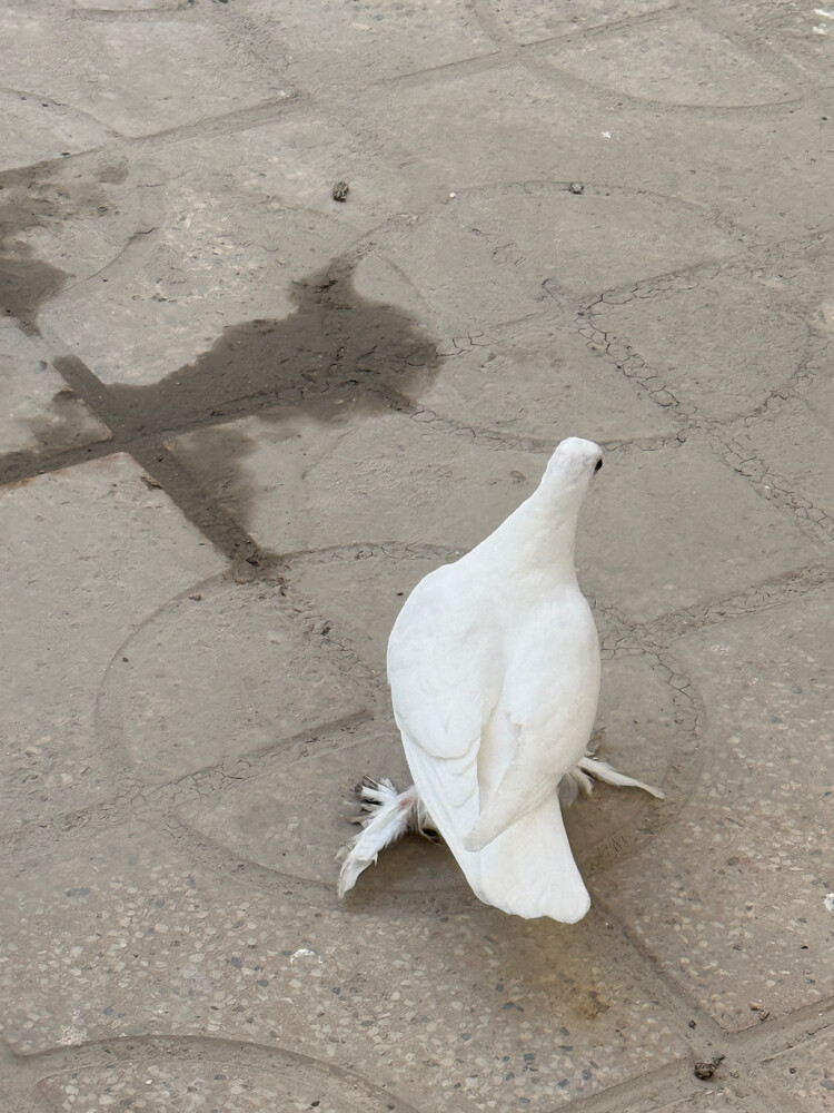 Fancy Pegion/ Bird for sale - 7