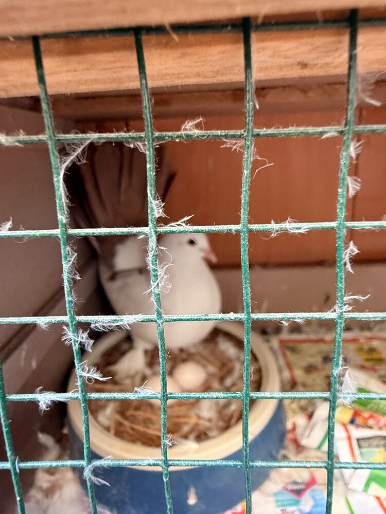 Fancy Pegion/ Bird for sale - 3