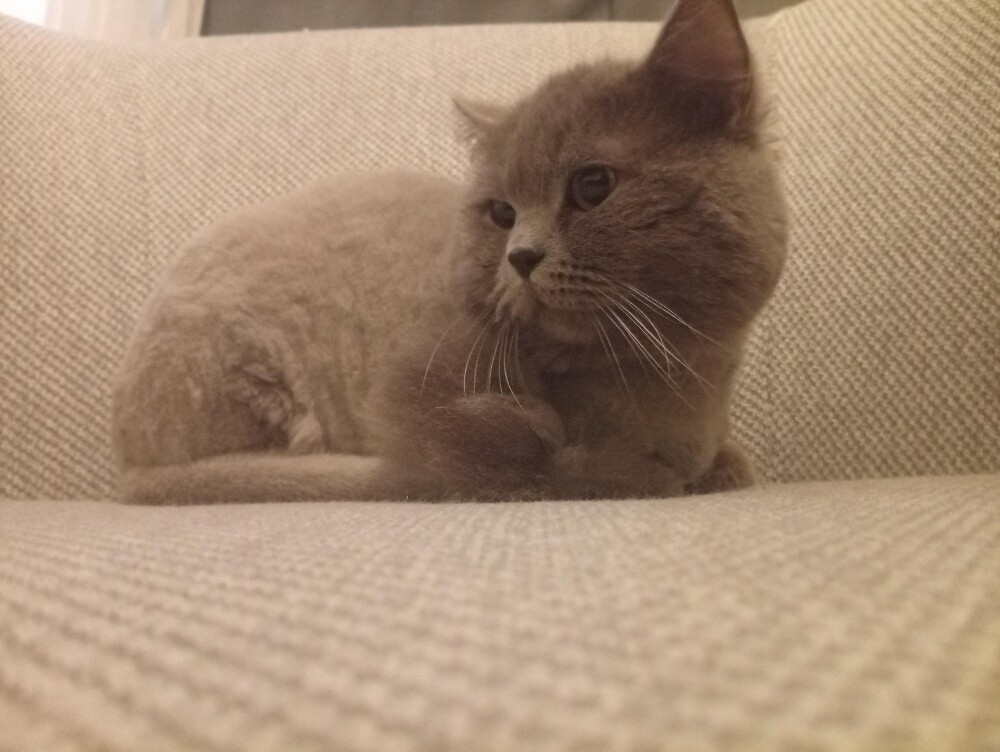 Persian cat - 2
