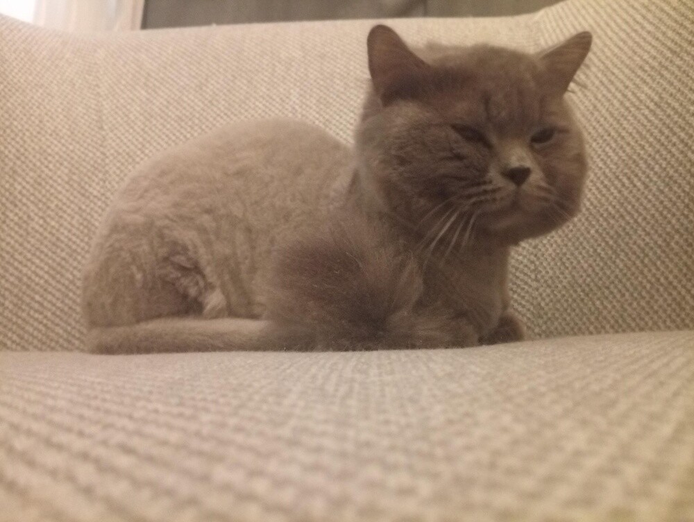 Persian cat - 5