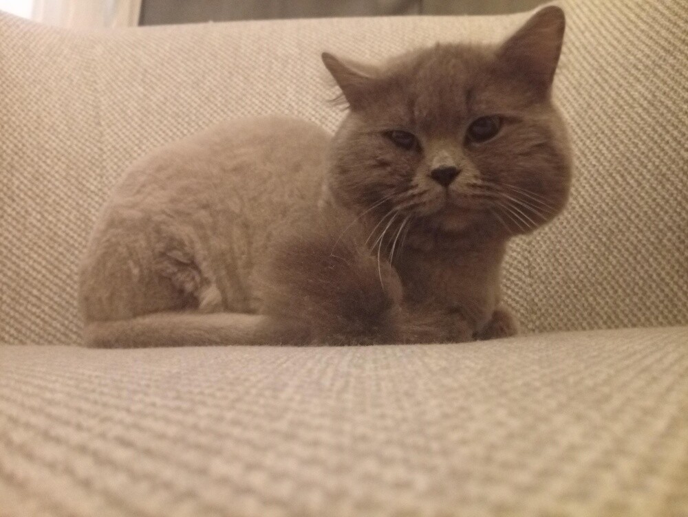 Persian cat - 1