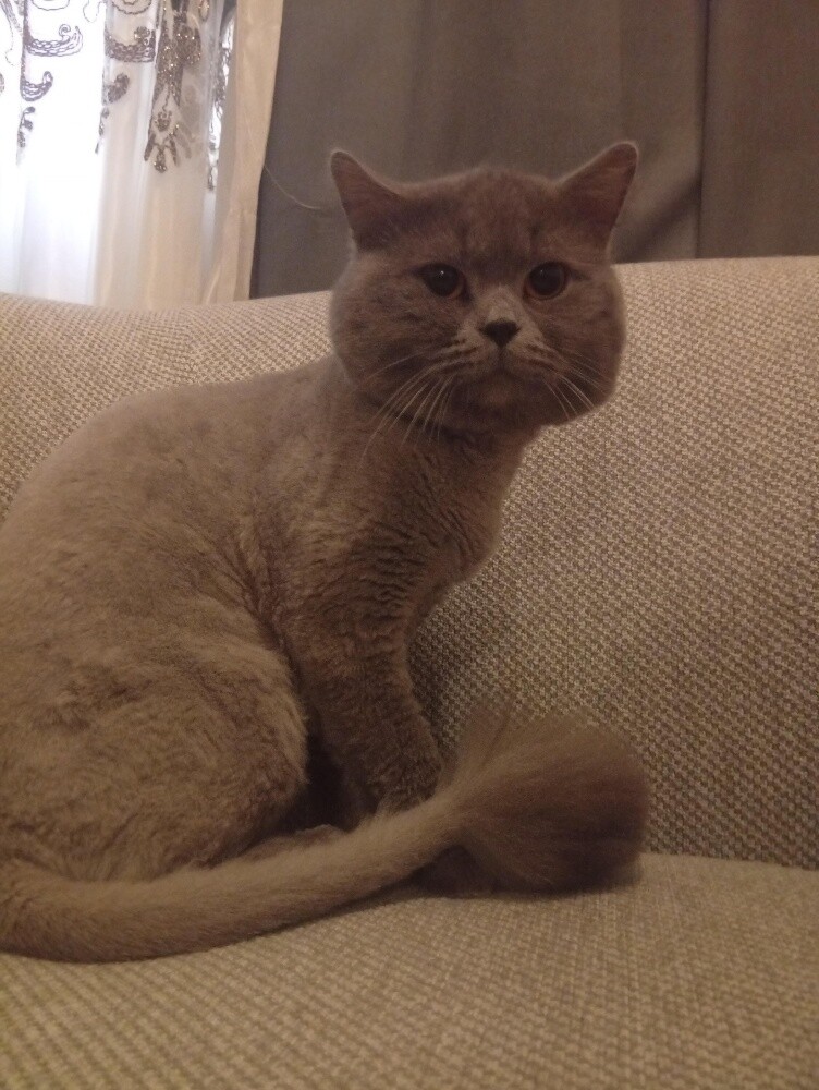 Persian cat - 3