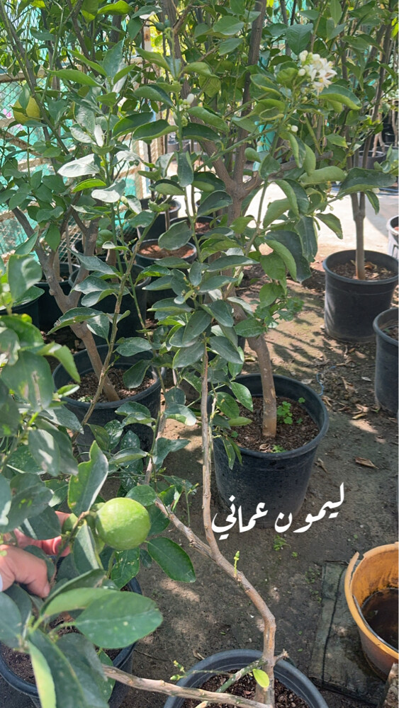 mango  - 9