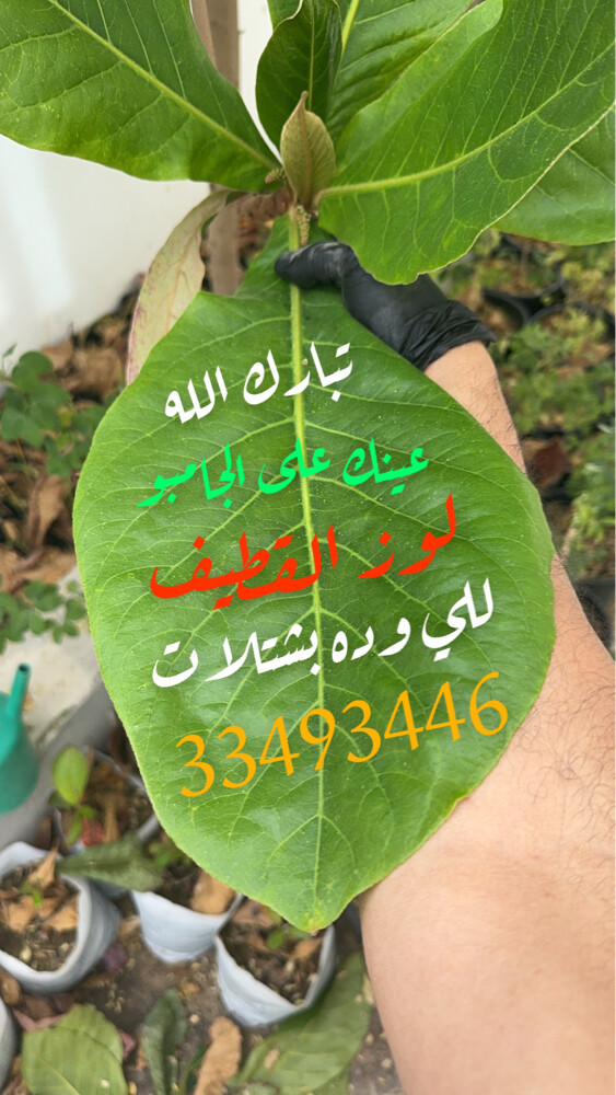 mango  - 13