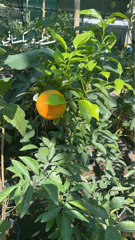 mango  - 10
