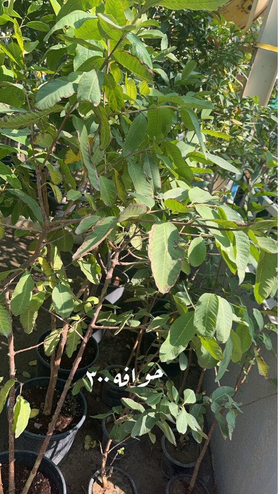 mango  - 15