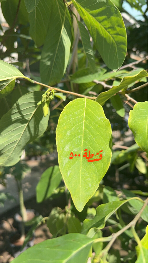 mango  - 11