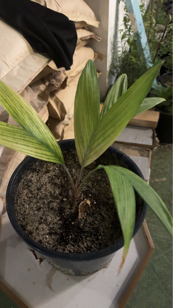 mango  - 8