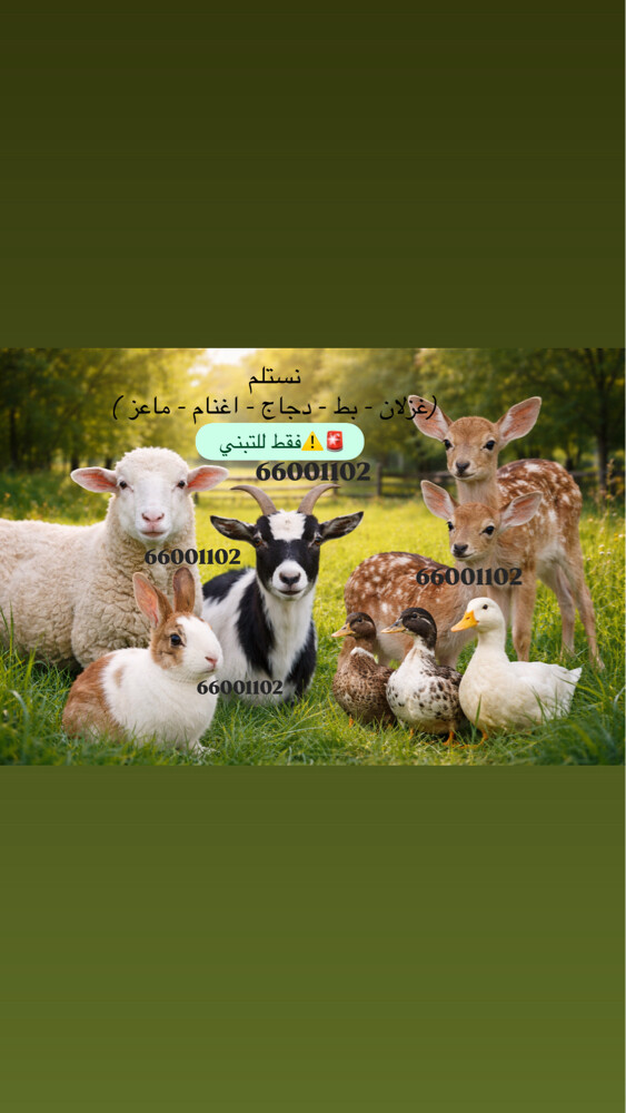 خدمه تبني فقط . - 1