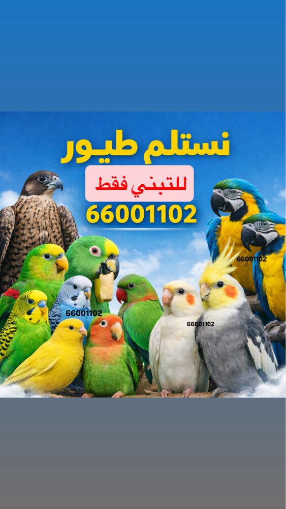 نستلم طيور فقط للتبني - 1