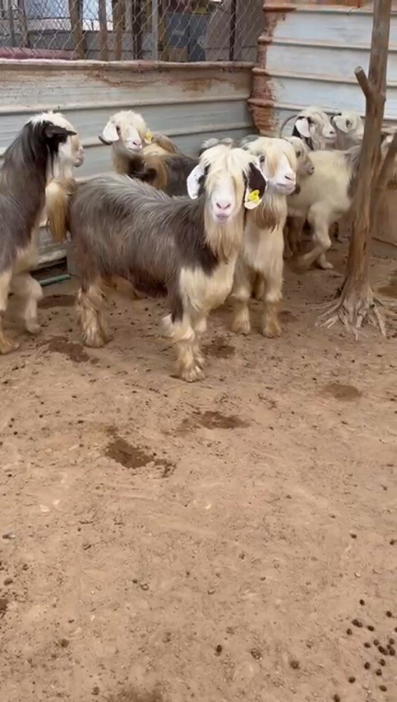 مطلوب معزه رحبيات - 1