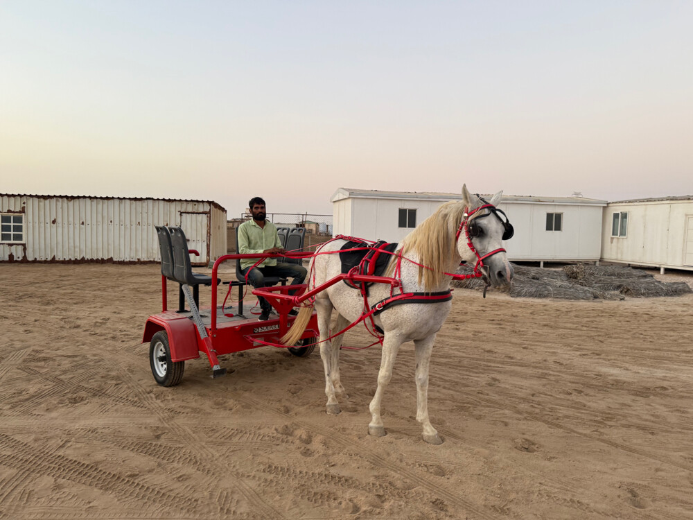Horse buggy - 6