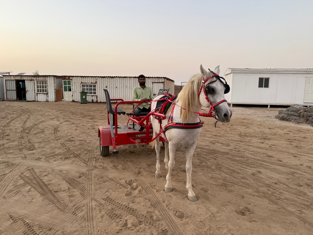 Horse buggy - 2