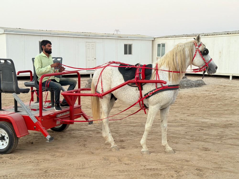 Horse buggy - 5