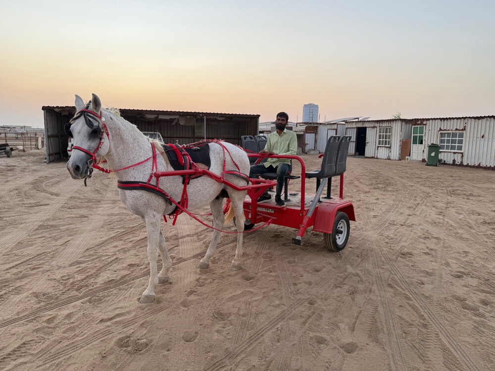 Horse buggy - 7