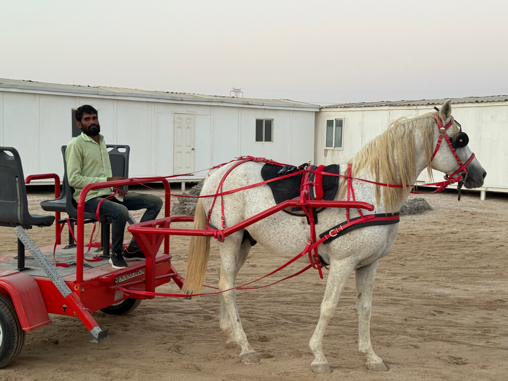 Horse buggy - 3
