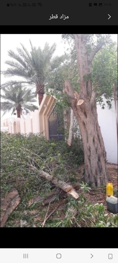 تقطيع الأشجار بالمنشار - 1