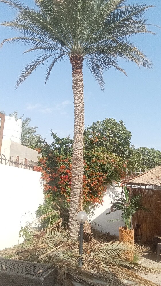 للنخيل والزراعه - 10