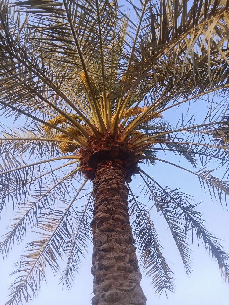 للنخيل والزراعه - 11