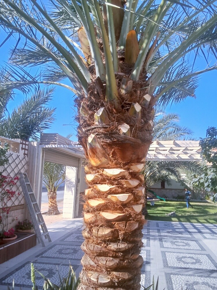 للنخيل والزراعه - 7