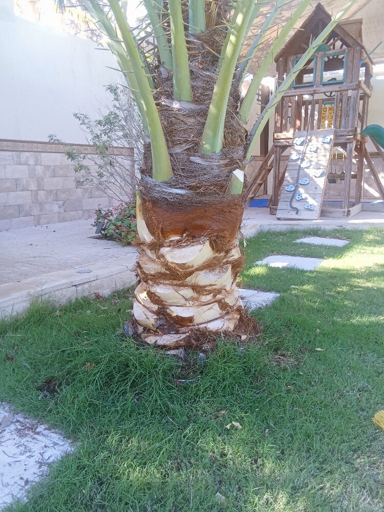 للنخيل والزراعه - 5