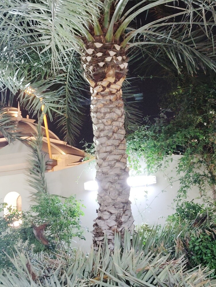 للنخيل والزراعه - 16
