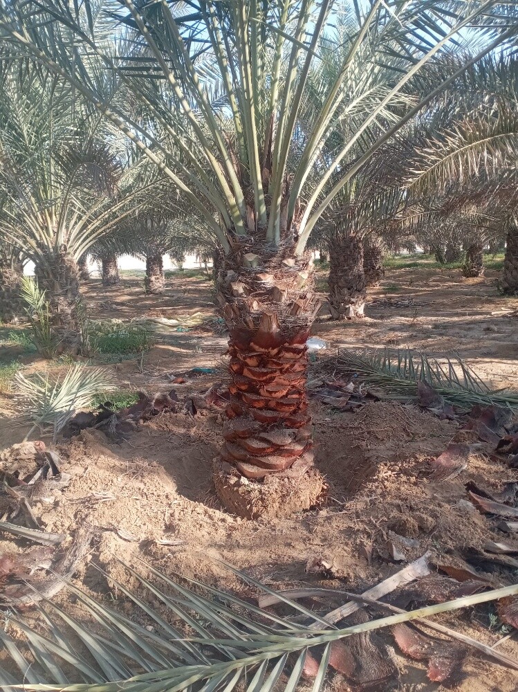 للنخيل والزراعه - 18