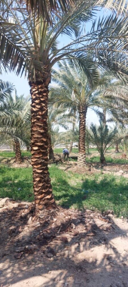 للنخيل والزراعه - 14