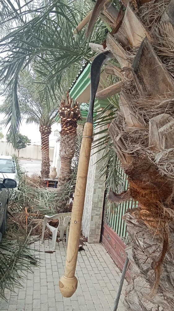 للنخيل والزراعه - 21