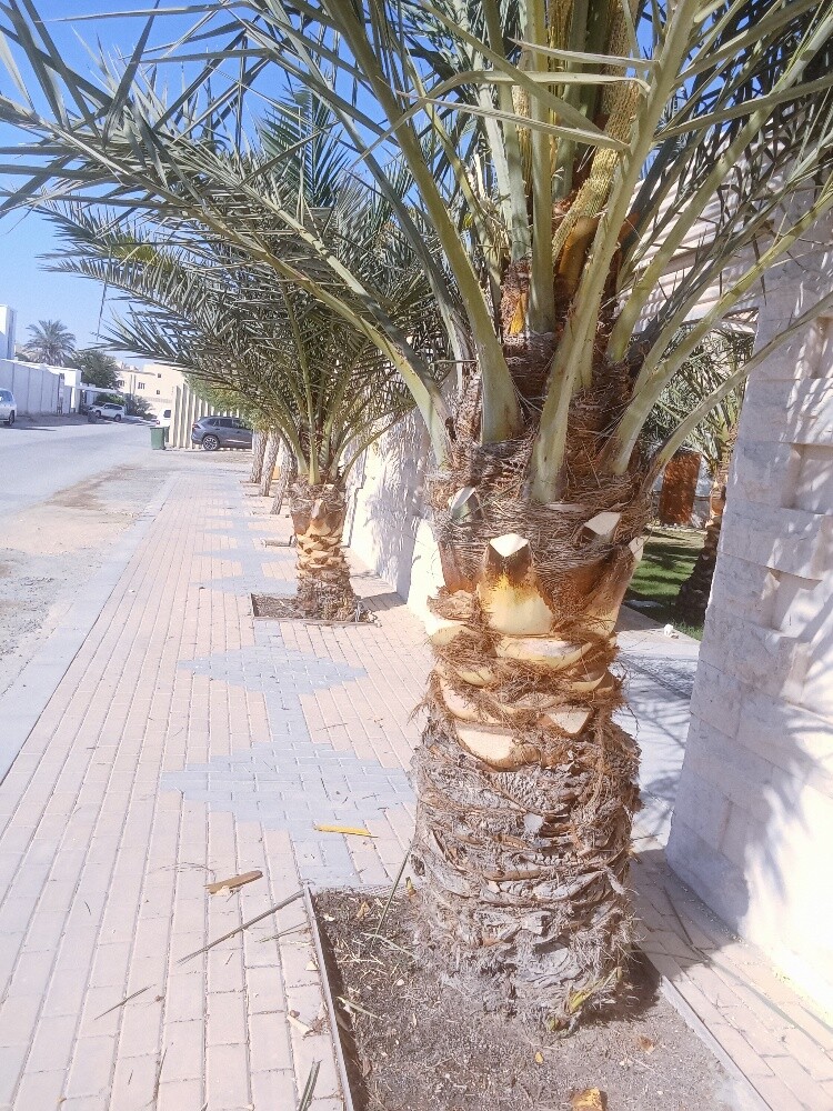 للنخيل والزراعه - 6