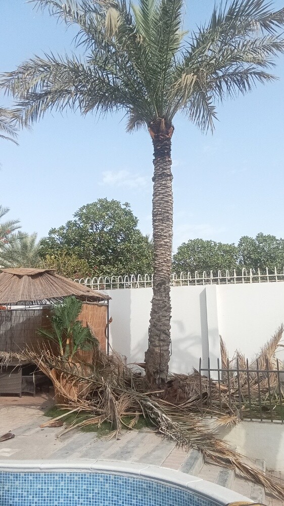 للنخيل والزراعه - 9