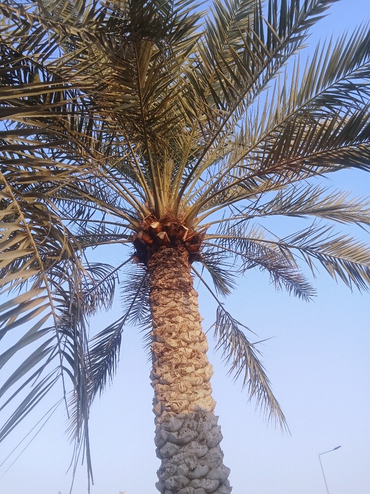 للنخيل والزراعه - 12