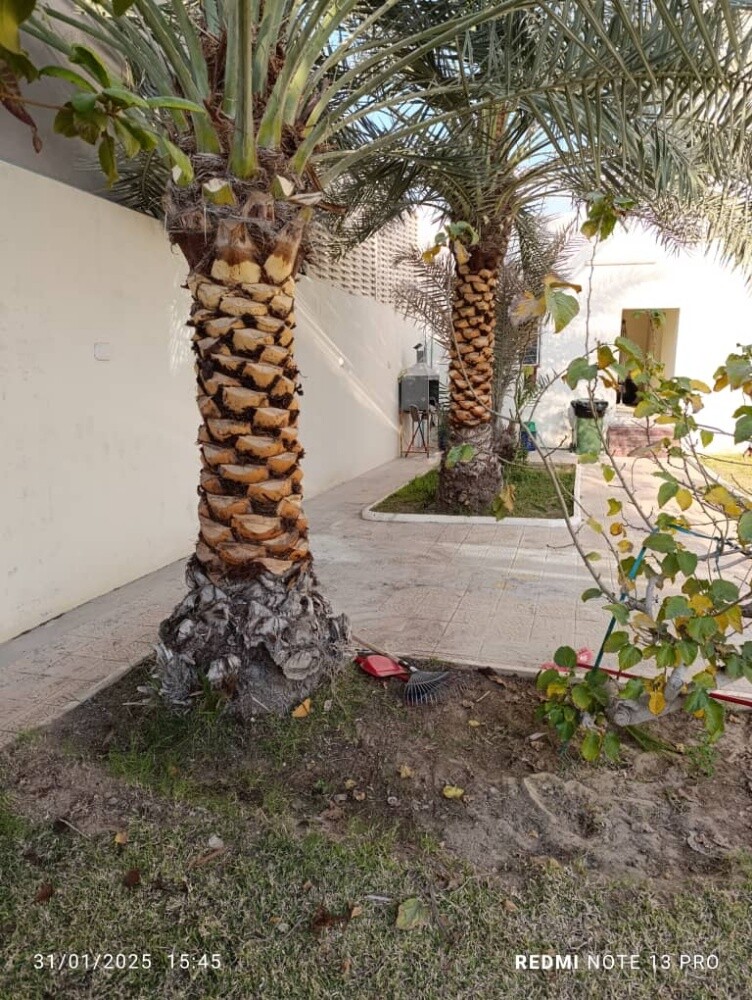 للنخيل والزراعه - 24