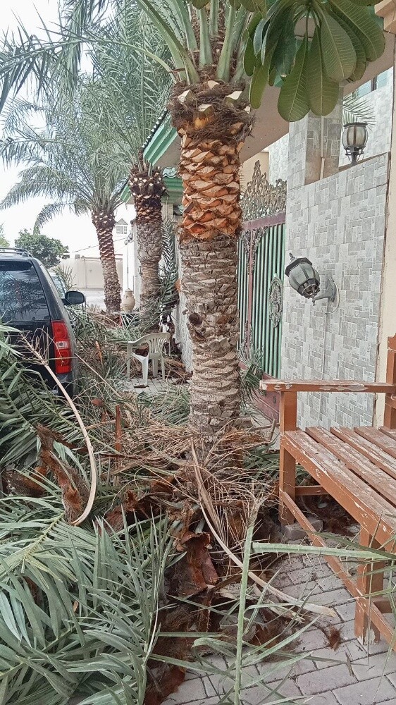 للنخيل والزراعه - 20