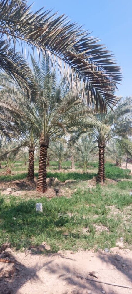 للنخيل والزراعه - 15