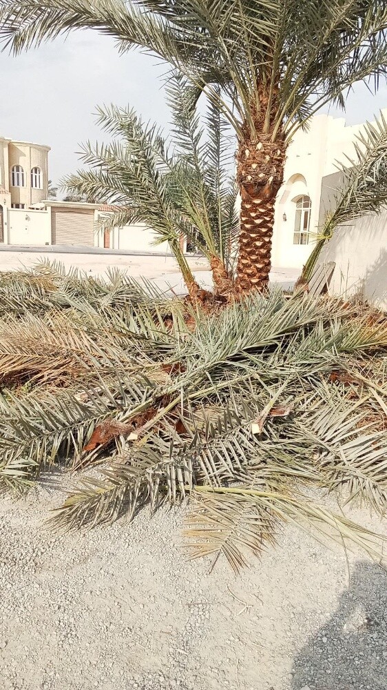 للنخيل والزراعه - 23