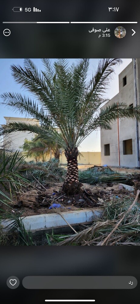 للنخيل والزراعه - 17