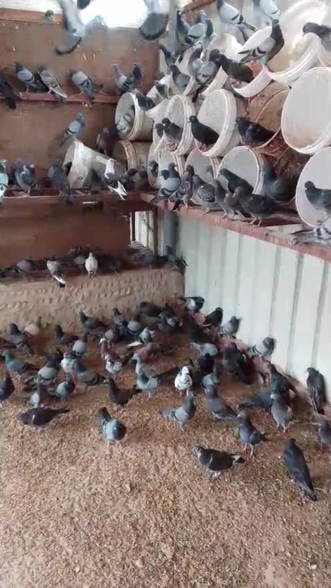 للبيع حمام عوادي - 1