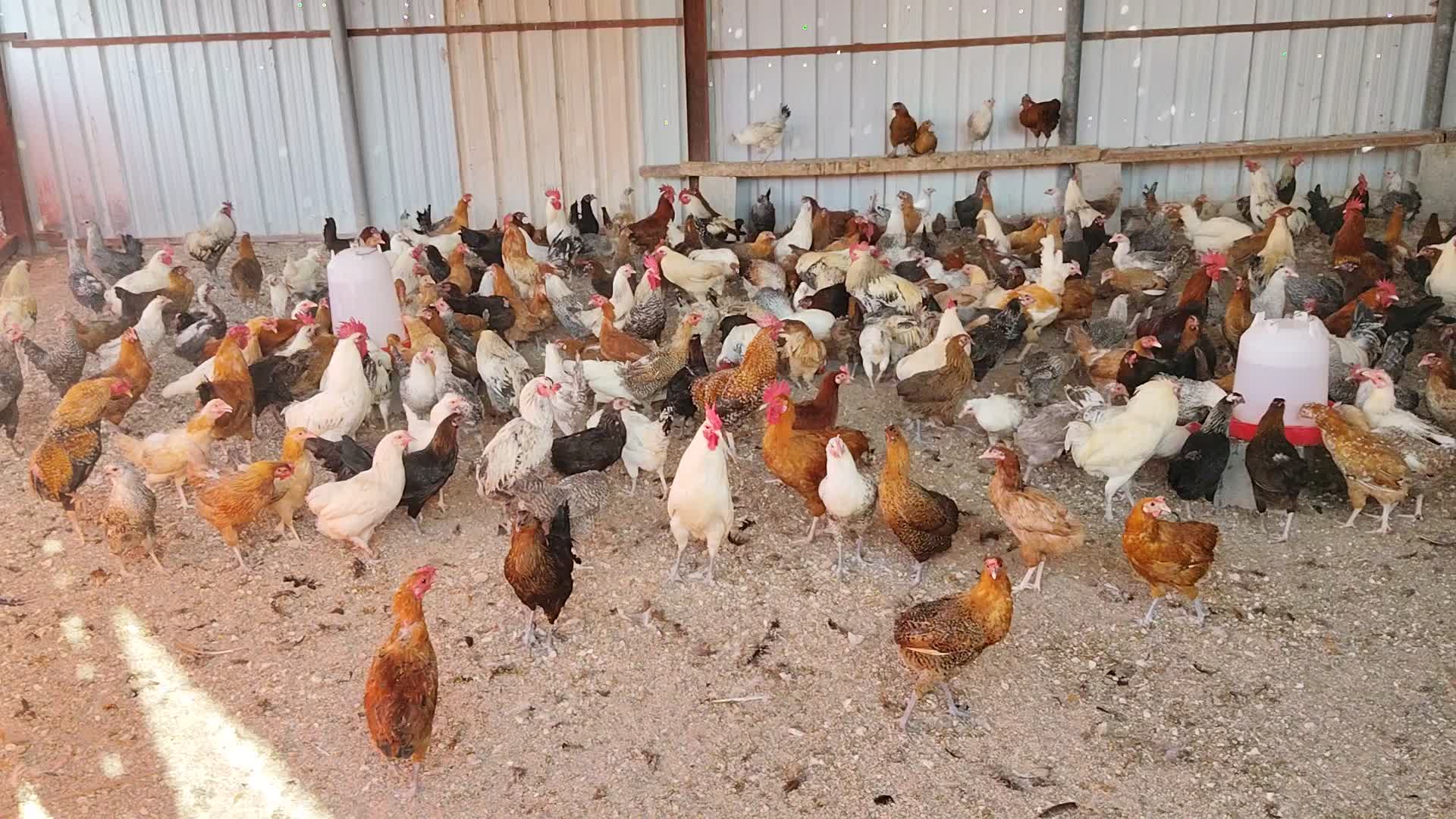 chicken baladi lear egg - 1