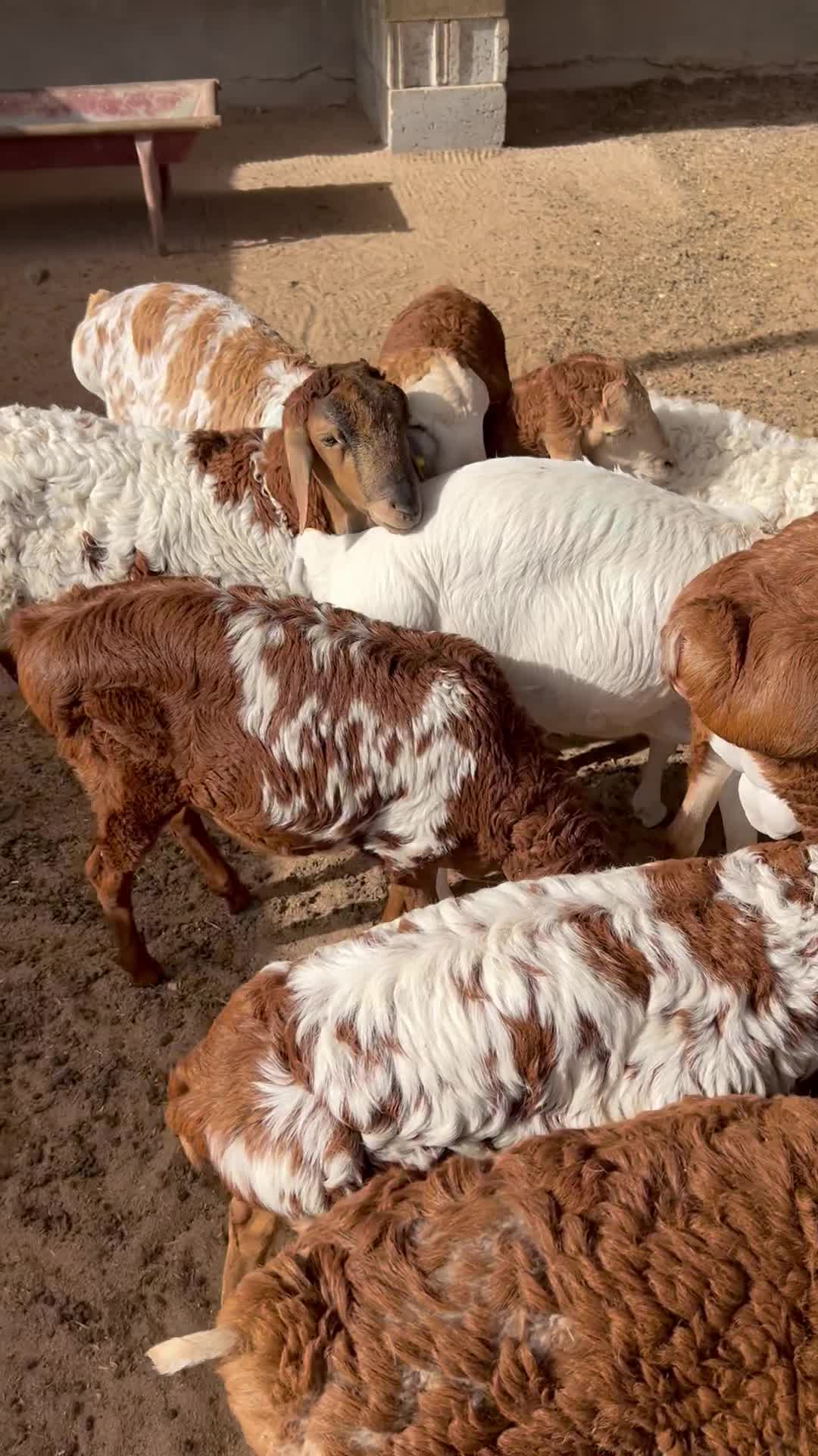 طليان ذباح - 2