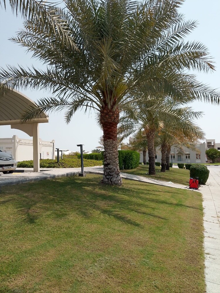 منسق حدائق جميله 55079950 - 3