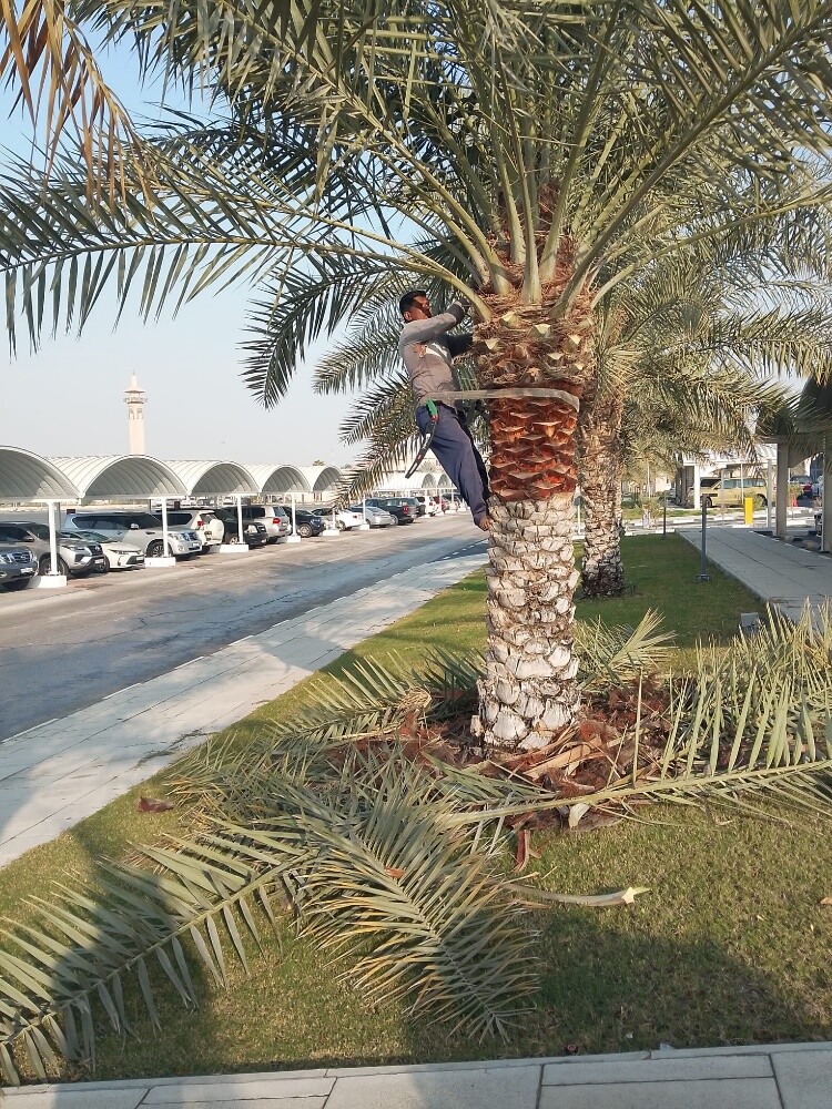 منسق حدائق جميله 55079950 - 1